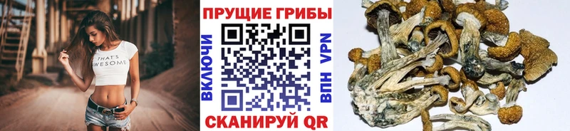 Купить закладки  Шлиссельбург  Псилоцибиновые грибы GOLDEN TEACHER 